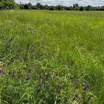 Květnaté louky a zóny bez sekání trávy podporují biodiverzitu